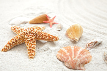 Seashell and starfish on sand