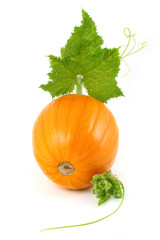 yellow pumpkin with leaves isolated
