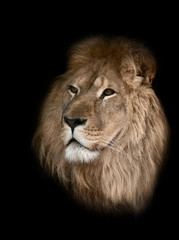 lion