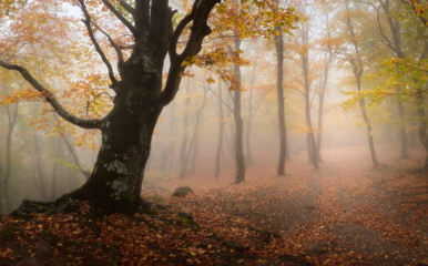 In this photo the beautiful autumn wood is shown