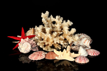 Sea coral with shells isolated on black