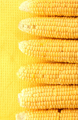 fresh corn, on yellow background