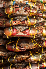 Live Crabs ready to be cooked in a market in Thailand