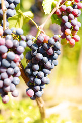 Blue grapes