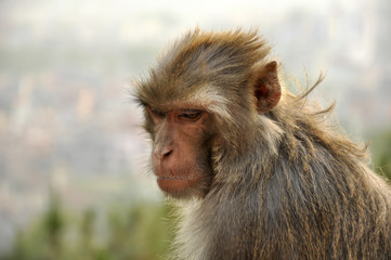 grossa scimmia in nepal