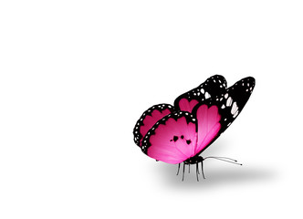 Pink butterfly on white