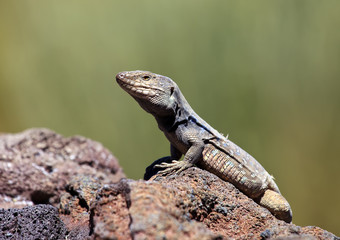 Naklejka premium Lizard, Gallotia Galloti, Tenerife, Canary Islands