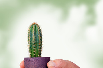 Cactus in flowerpot