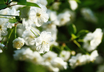 Cherry blossom against