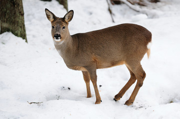 Rehwild, Ricke , Roe-deer