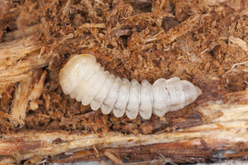 Tragosoma depsarium larva in pine wood