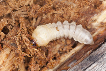 Tragosoma depsarium larva in pine wood