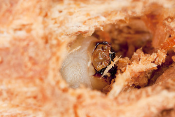 Tragosoma depsarium larva in pine wood