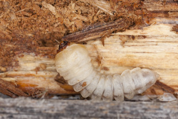 Tragosoma depsarium larva in pine wood