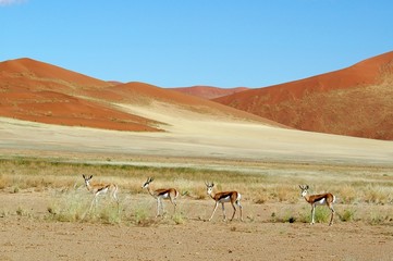 Springb&ouml;cke im Sossusvlei
