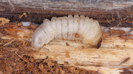 Tragosoma depsarium larva in pine wood