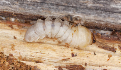 Tragosoma depsarium larva in pine wood