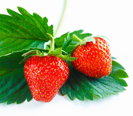 Close-up of two fresh vibrant strawberries