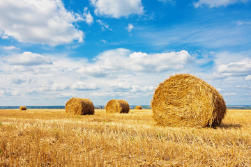 Hay bales on the field