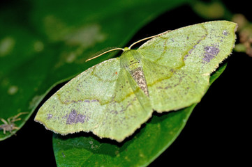 Green moth