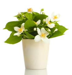 beautiful jasmine flowers in vase isolated on white