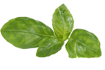 fresh basil