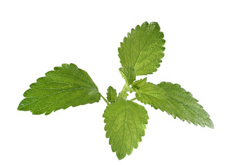 Lemon Balm