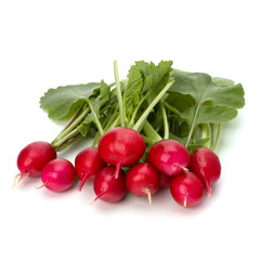.Small garden radish  .