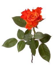Orange rose