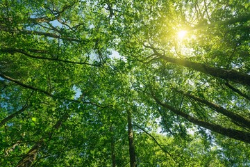 Fototapeta na wymiar sunlight przez las