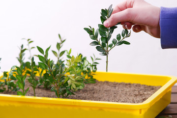 Propagation of plants © 7monarda