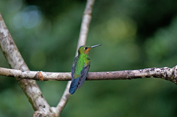 Green and copper hummingbird