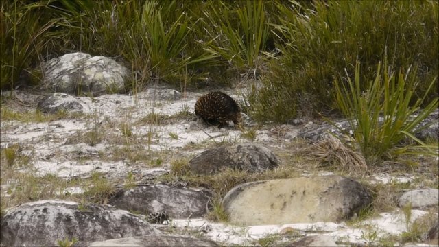 Australiens Ameisenigel