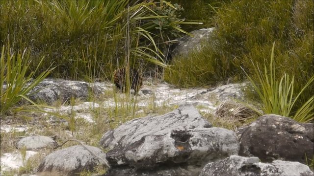 Australiens Ameisenigel