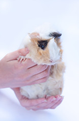 funny cavy on white in hands