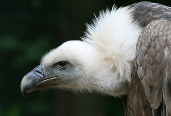 Aasgeier
