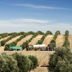 Obraz premium Olive plantation