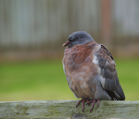 Racing pigeon