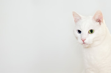 Portrait of white cat. Space for text