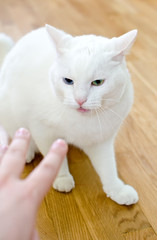 Man's hand trying to touch angry cat