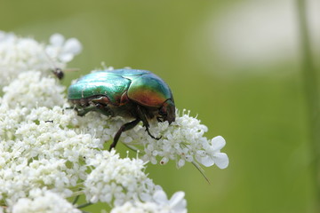 Rosenkäfer auf Wilder Möhre
