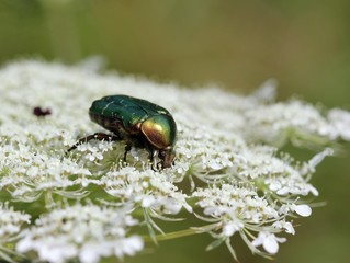Rosenkäfer auf Wilder Möhre