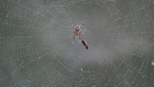 Cross Spider during rain with blurred background