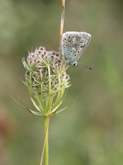 Silbergrüner Bläuling (Polyommatus coridon) auf Wilder Möhre