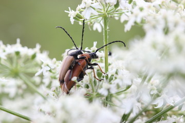 Rothalsbock-Paarung auf Bärenklau
