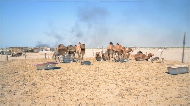 camels and food with amazing transition