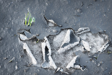 Grass  in dried cracked mud