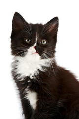 Portrait of a black-and-white kitten