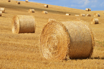 Straw bales on corn fields after harvest