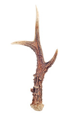 Fototapeta premium antlers